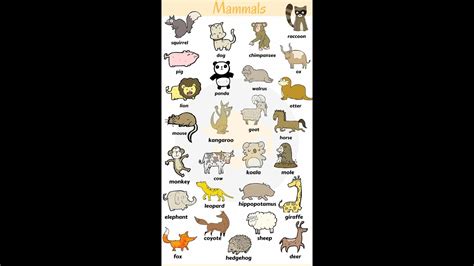 Seven Language Thesaurus European Animals 2 Reader